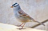 White-crowned Sparrow_53414
